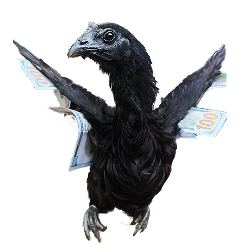 Cemani Chicken